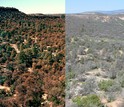 Evergreen pinyon pines brown from drought (left) and without pine needles (right)